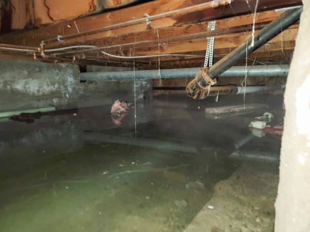 Best Ceiling water damage repair  in Avonia, PA